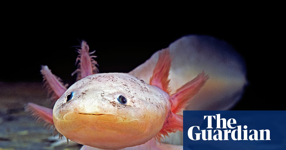 Woke Axolotl Gets Rescued: Peak 2026