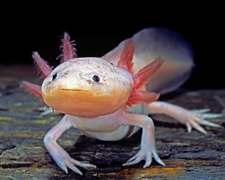 Axolotls are an aquatic salamander native to Mexico resembling a cross between a fish and a lizard.