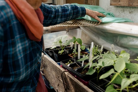 Seedlings in Joy Larkcom’s greenhouse’s heated propagator, including basil, french beans, flowers and courgettes.