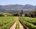 A vineyard in South Africa's Stellenbosch region.