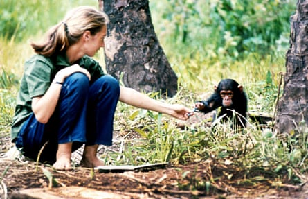 Goodall with baby chimpanzee Flint at Gombe.