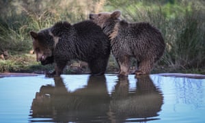 Brown bears