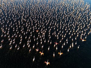 An artificial pond near Yuregir village in Dazkiri district of Afyonkarahisar, Turkey initially created to store wastewater, which has now become a new habitat for flamingos. Originally established for wastewater collection, the pond gradually turned into a rich feeding ground, attracting flamingos and various other migratory bird species over time