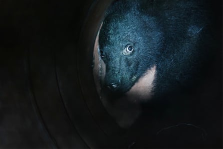 A small female black bear illuminated by a torch while caught in a bear trap