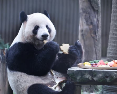 A panda at a zoo.