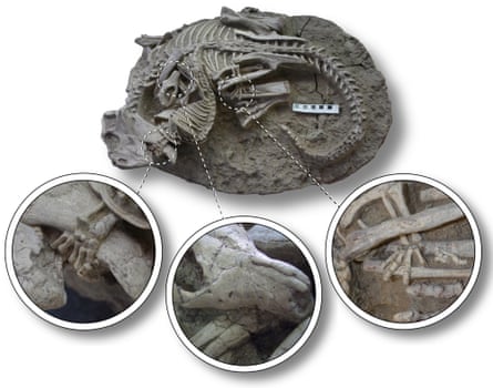 Details showing the small mammal entangled with the dinosaur.