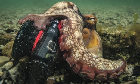 An octopus on the seafloor wrapped around a camera