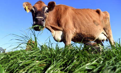 A photo taken on May 31, 2018 shows a cow eating fresh grass on a dairy farm near Cambridge.