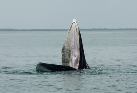 A whale with its mouth open above the water line.