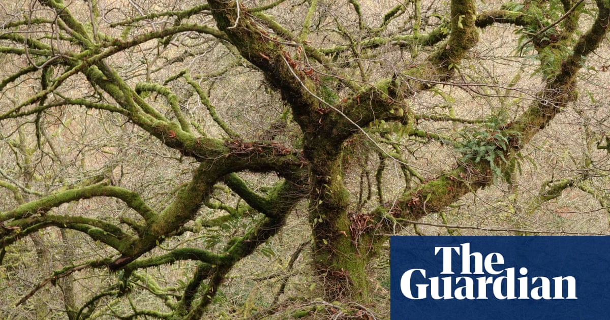 Country diary: An elm tree so grand it's easy to miss | Mark Cocker