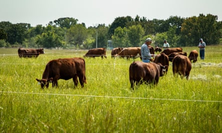 Prospective buyers mingle with cattle before the auction during the South Poll Field Day in Copan, Oklahoma.