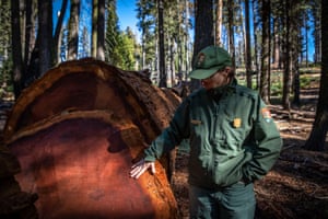 A fallen sequoia. The many tight rings are testament to the thousands of years this tree lived.
