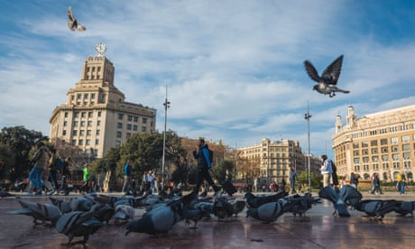Eagles and falcons deployed to scare away pigeons in Barcelona
