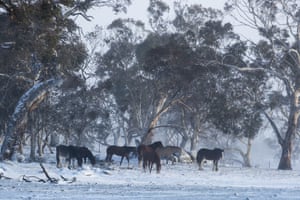 Clydesdale horses are seen as a heavy blanket of snow settles near Lake Eucumbene.