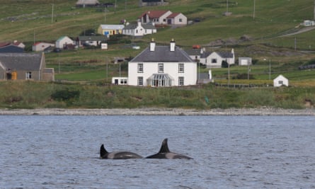 Orca di Mousa Sound, Shetland.