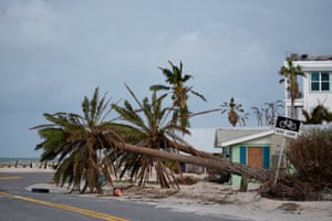 toppled palm trees