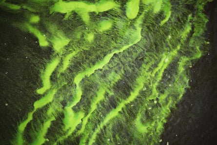 green algae blooms in water