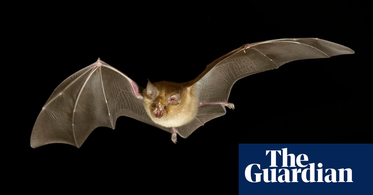 Bats ‘leapfrog’ back to roost to stay safe from predators, study finds