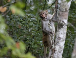 A rhesus macaque monkey observes kayakers as they navigate along the Silver River in Silver Springs, Florida.