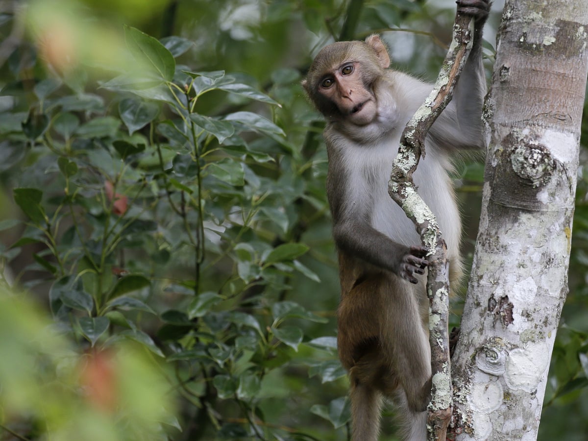 Furry, cute and drooling herpes: what to do with Florida's monkeys? | Wildlife | The Guardian