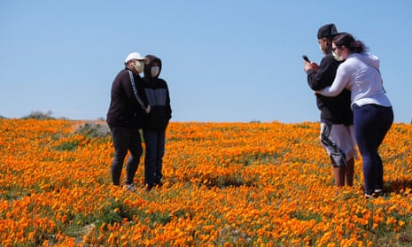 People wearing face masks take photos on a poppy field near the Antelope Valley California Poppy Reserve.