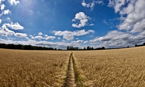 Wheat fields in Clayfield Copse, Berkshire. 