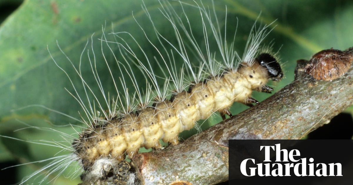 Health warning as toxic hairy caterpillars take over woodlands | Environment | The Guardian