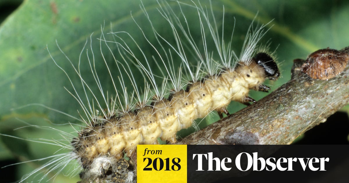 Health Warning As Toxic Hairy Caterpillars Take Over Woodlands