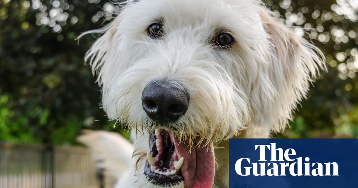 Man who invented labradoodle says it is his 'life's regret'