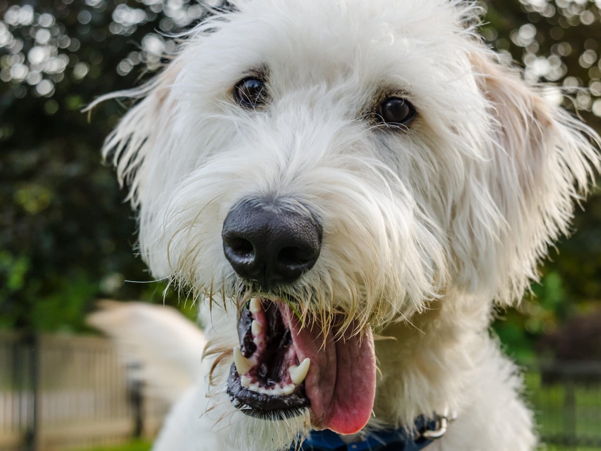 Man who invented labradoodle says it's his 'life's regret' | Dogs | The Guardian