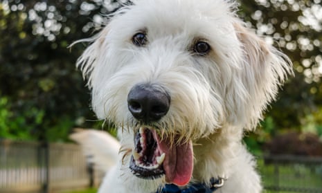 The labradoodle originated in a request from a blind woman in Hawaii, who needed a guide dog that wouldn’t inflame her husband’s allergies.