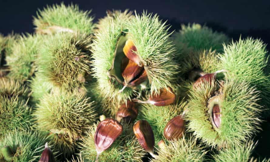 Inspired by a traditional Italian remedy, scientists have isolated a molecule found in the leaves of the European chesnut tree that can neutralise drug-resistant staph bacteria.