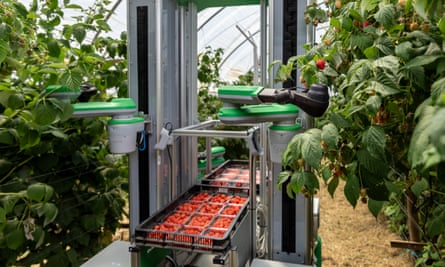 The machine with a number of full punnets of raspberries