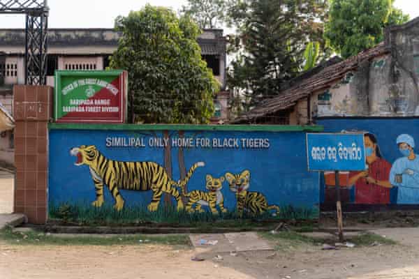 Painting of tigers outside the office of the Forest Rangers