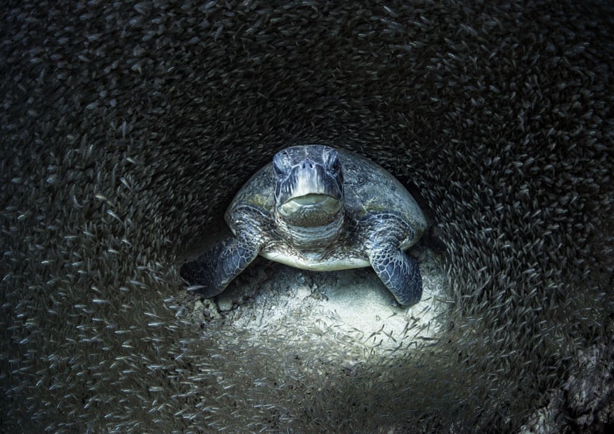 Green sea turtle, endangered, Ningaloo marine park, Australia