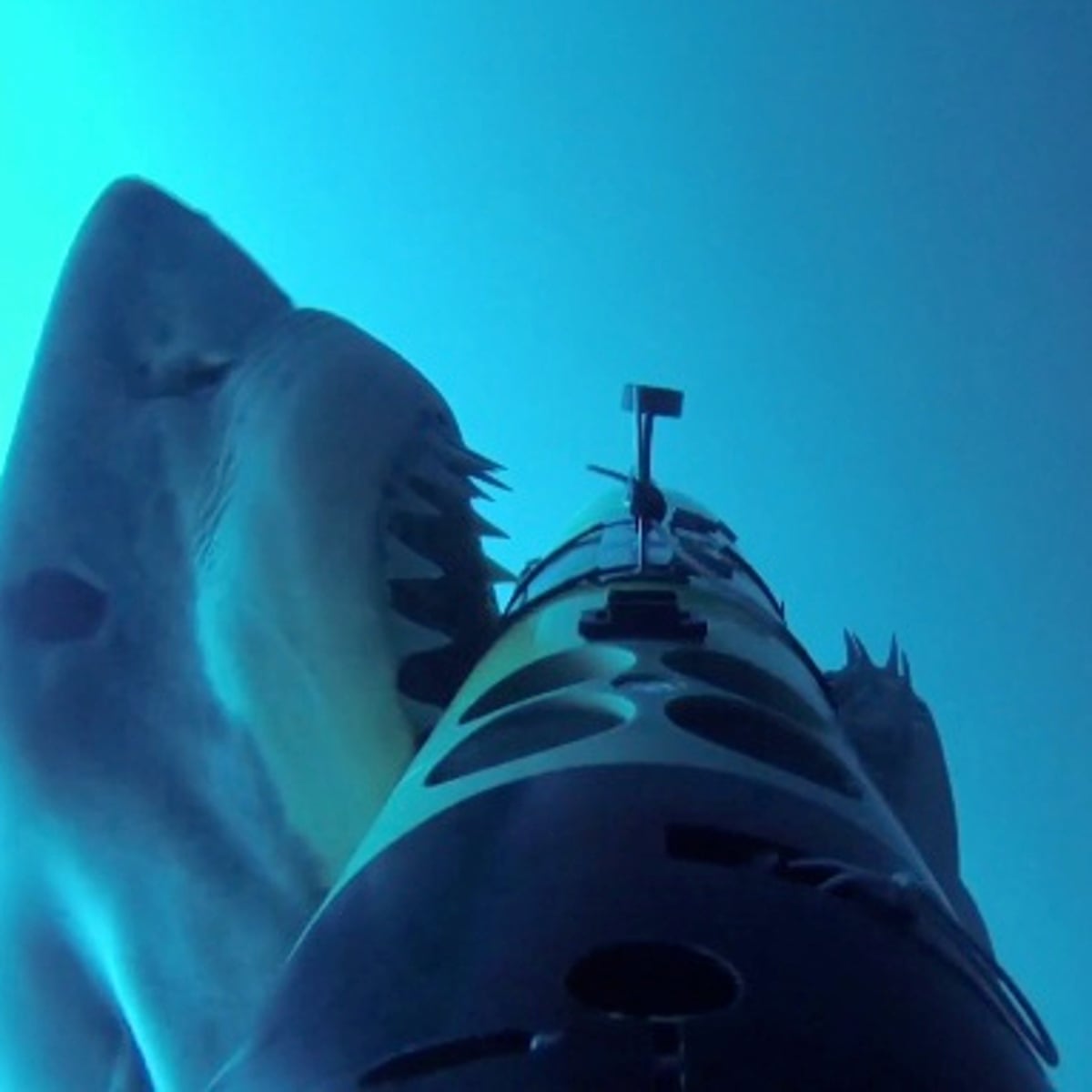 Great white shark's predatory behavior captured by underwater