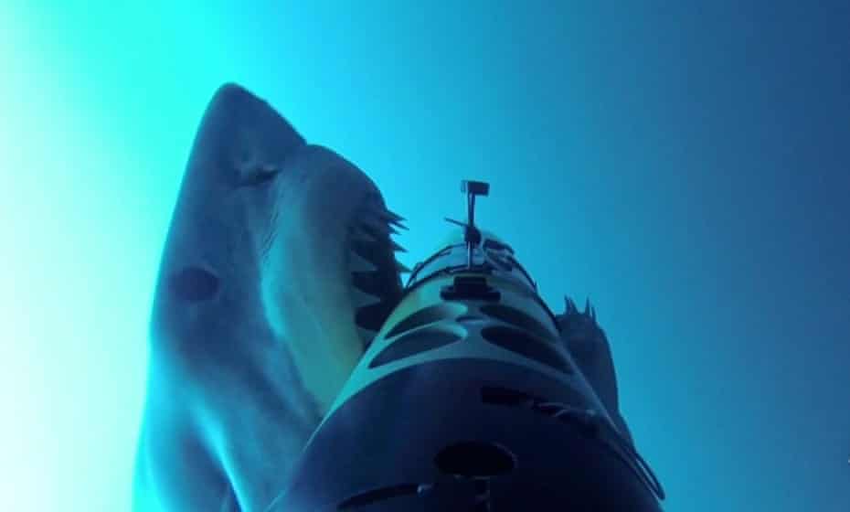 A great white shark attacks an underwater drone. Photograph: WHOI