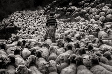 Sheep Drive in Tusheti, Eastern Georgia, a photograph by Maurice Wolf