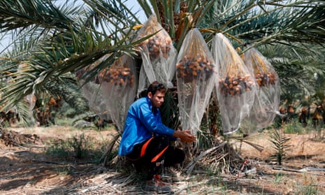 A Palestinian man harvests dates in the Jordan valley