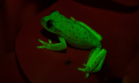 Fluorescing polka-dot tree frog