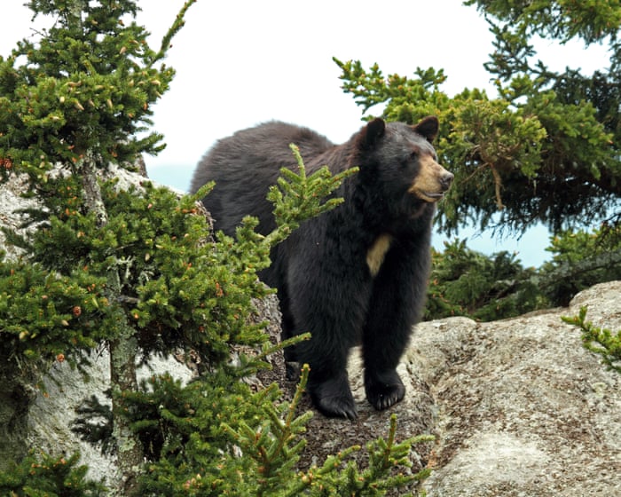 Teen injured by black bear while hiking in Washington state park