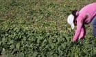 'A gift to human traffickers': report warns of dangers of Trump immigration policy