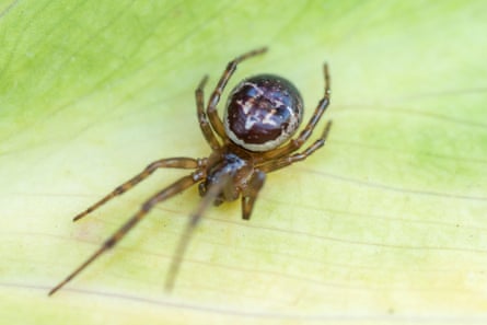 A noble false widow spider.