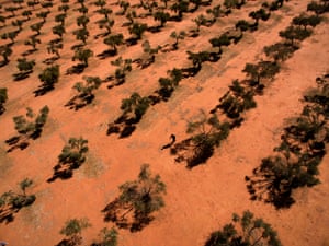 Sommariva station, a drought-affected a cattle and olive business outside Charleville, Queensland.