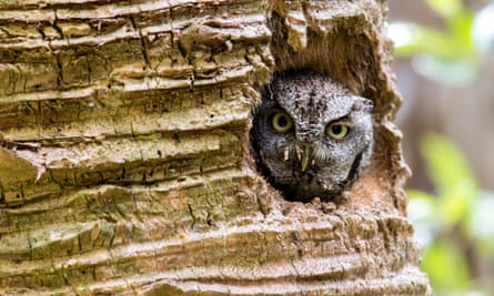 Eastern screech owl in the cavity of a palm tree
