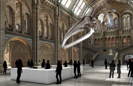 An artist’s impression of how the blue whale skeleton will look suspended and “diving” from the ceiling of the Hintze Hall.