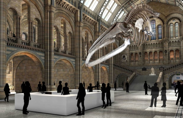 How the blue whale skeleton will look at the Natural History Museum once Dippy has left.