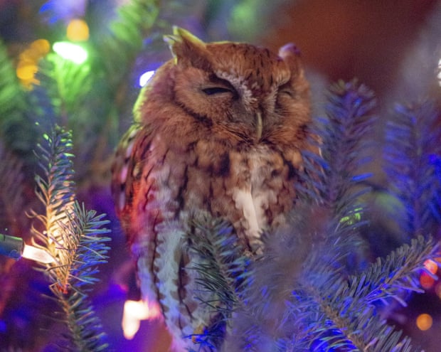 The owl nestled in a Christmas tree.