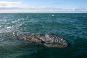 Uma baleia cinza é vista na lagoa Ojo de Liebre em Guerrero Negro, México. Todos os anos, centenas de baleias cinzentas do Pacífico Norte viajam milhares de quilômetros do Alasca às lagoas de reprodução da Península de Baja California.
