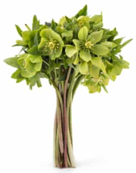 Hellebores displayed as cut flowers.